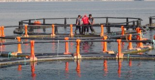 Dinçer, “Balık Çiftliği İstemiyoruz”