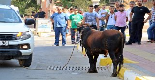 Kaçan Boğa, Aileye Bayramı Zehir Etti