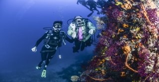 (Özel) Kravatlı Dalgıçlardan Mercan Avı