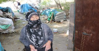 Uçurumdaki Kedisini Kurtarmak İsteyen Yaşlı Kadın Mahsur Kaldı