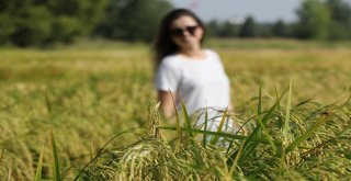 Yerli Ve Milli Çeltik Tohumları Görücüye Çıktı