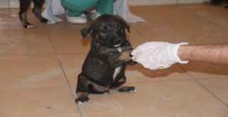 Bitkin Halde Bulunan 20 Yavru Köpek Koruma Altına Alındı