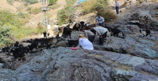 Kadın Veteriner, Hayvanlar İçin Sarp Kayalıkları Geçiyor