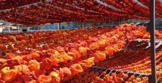 Yaşını Satamayınca Kuruttular, Şimdi Tüm Dünyaya Satıyorlar