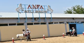 Altınparkta Midilli Keyfi