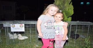 Sultan Tavukları Çocukları Cezp Etti