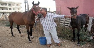 Çalındı Denilen İngiliz Atı Ve Yavrusu Bulundu