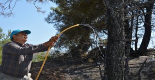 Orman Yangınında Yaban Hayvanları Zarar Gördü