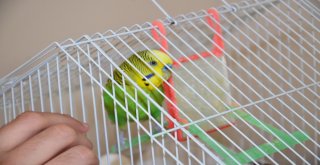 (Özel Haber) Çapkın, Başkanlık Sistemine Ayak Uydurdu