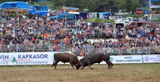 Boğa Güreşleri Türkiye Şampiyonu Belli Oldu