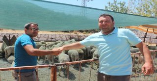 Kuşadasında Kurban Bayramı Hazırlıkları Tamamlandı