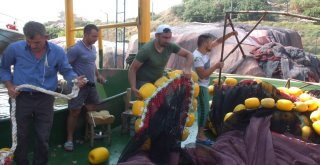 (Özel) Balıkçıların 147 Günlük Yasağında Son Gün