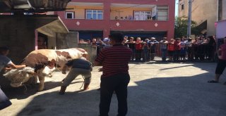 400 Kiloluk Kurbanlık Danayı Böyle Yıktılar