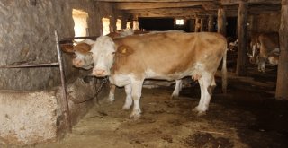 Sivasta Şarbon Şüphesiyle Köyde Panik