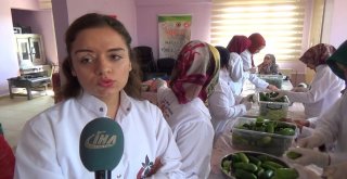 Gastronomi Kenti Hatayda Dolmalık Ve Turşuluk Salatalıklar Kışa Hazırlanıyor