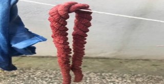 Kök Bitkisinden Elde Edilen Boya Dünyada ‘Türk Kırmızısı Olarak Kaydedildi