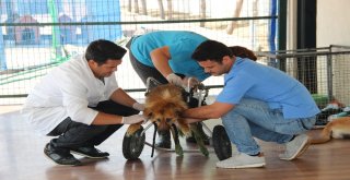 Felçli Sokak Hayvanları İçin Umut