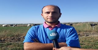 Afyonkarahisarda Avrupa Standartlarında Süt Üretiliyor