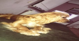 (Özel Haber) Sahipli Köpeği Çalan Hırsız Güvenlik Kameralarını Hesaba Katmadı