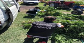 Narkotik Polisinden Seralara Hint Keneviri Operasyonu