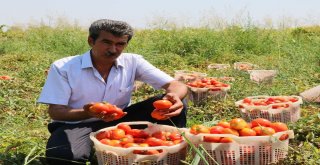 Hastalığın Vurduğu Domateste Bu Yıl Fiyatlar Yükseldi