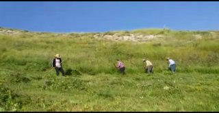 Doğu Anadoluda Asırlık Tırpan Geleneği Yaşatılmaya Devam Ediliyor