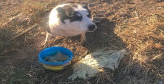 Tüfekle Vurulan Köpek Sulama Kanalında Mahsur Kaldı