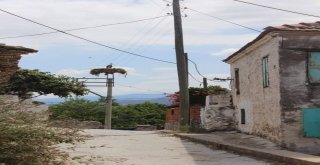 İngilizler Serçine Hayran Kaldı