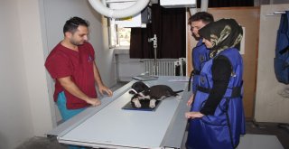 Selçuk Üniversitesinden Avrupa Standartlarında İkinci Hayvan Hastanesi