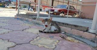 Otomobilin Çarptığı Yavru Kedinin Başından Biran Olsun Ayrılmadı