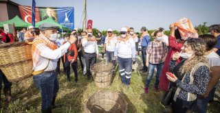 Çiftçiler Günü’nde Başkan Soyer sırtında küfeyle enginar hasadına katıldı