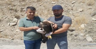 Yaralı Kaya Kartalı Kurtarıldı