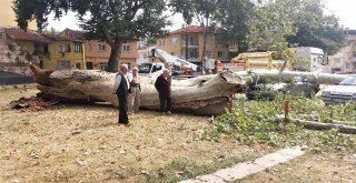 (Özel Haber) Devrilen 190 Yaşındaki Çınar Lüks Otomobili Hurdaya Çevirdi