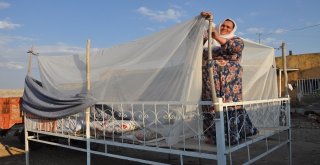 Sıcaklık Bunalttı, Yataklar Damlara Taşındı