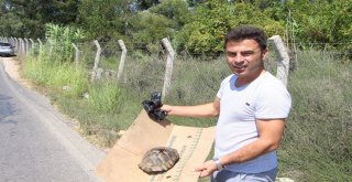 Tatilci Kaplumbağaya Siper Oldu