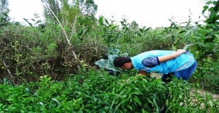 Hisarcıkta Domatesi Fungal Hastalığı Vurdu
