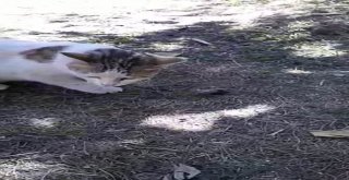 Kedi Fareyle Böyle Oynadı