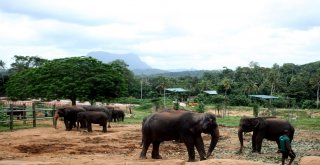 Dünyanın En İlginç Yetimhanesi: Fil Yetimhanesi