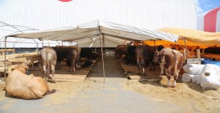 Kurbanların Gelmesiyle Hazırlıklar Tamamlandı