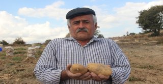 Kışlık Patates Tarladan Yola Çıktı