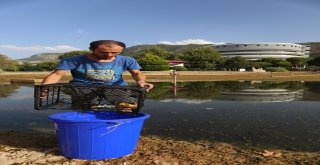 Paüde Balıklar Korumaya Alındı