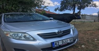 İki Tonluk Boğa, Otomobil Fiyatına Alıcı Bekliyor