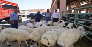Hayvan Pazarında Yoğunluk Yaşanıyor