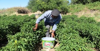 Bu Biber Başka Yerde Yetişmiyor