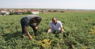 (Özel) İlk Kez Ekildi, Asker, Öğrenci Ve Mahkumları Doyuracak