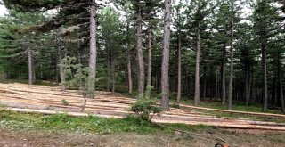 Köylüler 70 Hektar Orman Sahasında Üretim Gerçekleştirdi