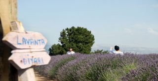 Türkiyenin Doğal Fotoğraf Stüdyosu Lavanta Tarlalarında Düğün Turizmi