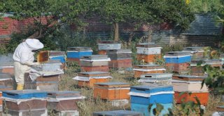 Bayburtlu Arıcıların “Ballı” Mesaisi