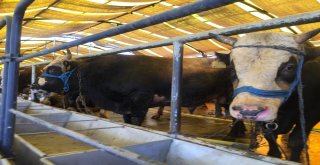 (Özel) İbb Kurban Timi Görevde