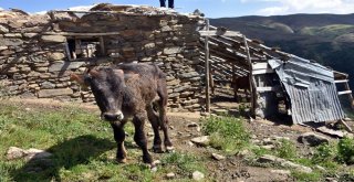 Sıcaktan Sığındıkları Kulübede Telef Oldular